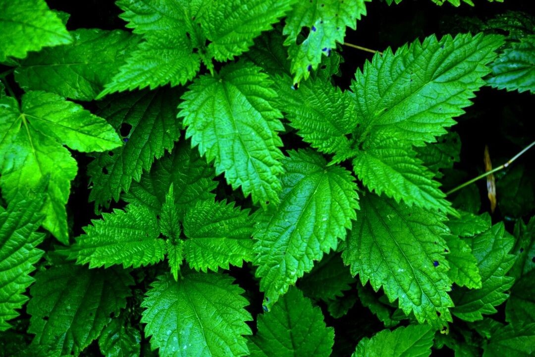 nettles to increase strength